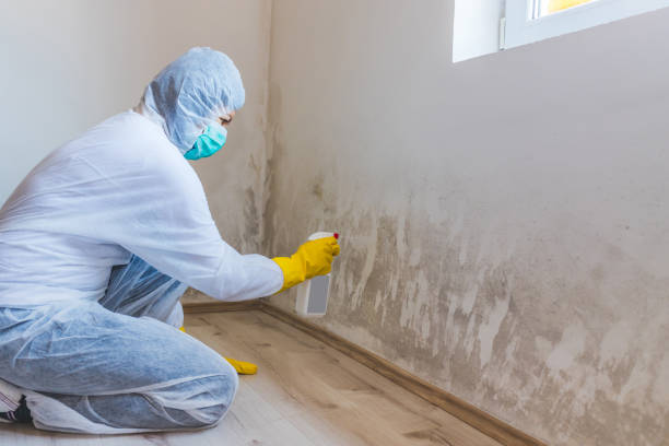 Professional mold removal team in Artemas